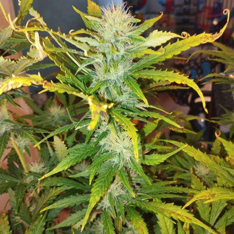 Shadowheart  growlog timeline photo