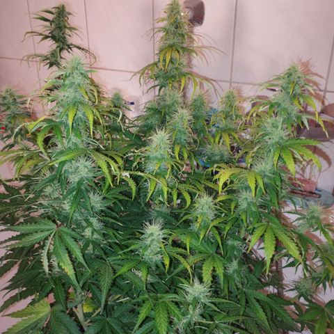 Gloria growlog timeline photo