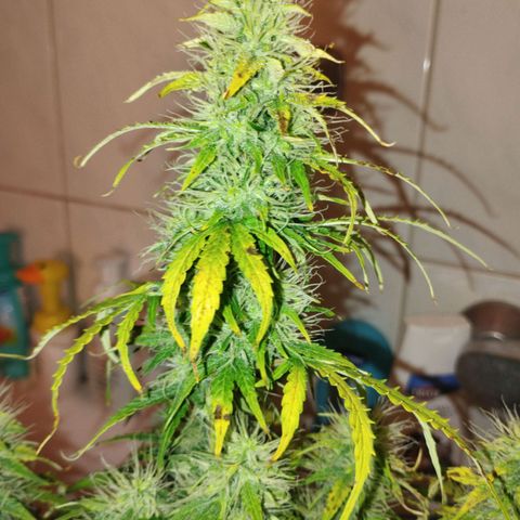 Gloria growlog timeline photo