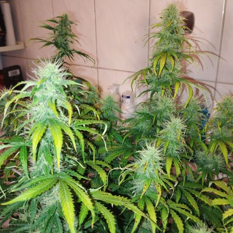 Gloria growlog timeline photo