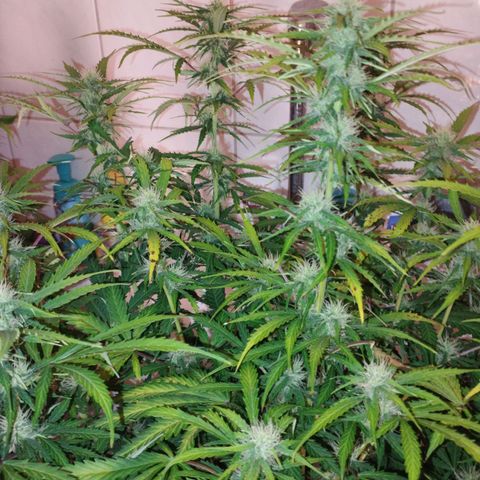 Rapunzel growlog timeline photo