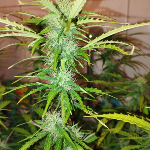 Rapunzel growlog timeline photo
