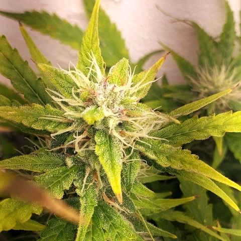 Rapunzel growlog photo: Gegossen wird aktuell alle 2 Tage 1.3L. 