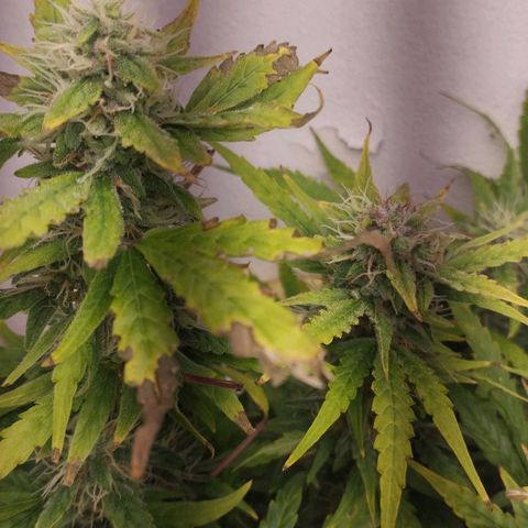 Rapunzel growlog timeline photo