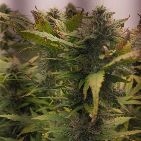 Rapunzel growlog timeline photo