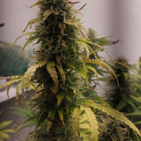 Rapunzel growlog timeline photo