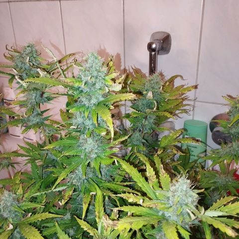 Shadowheart  growlog photo: Am 21 wird geerntet. Auf Augenmaß müssten es schon um die 25g sein die das trocken werden.
