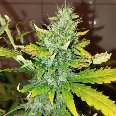 Shadowheart  growlog photo: Am 21 wird geerntet. Auf Augenmaß müssten es schon um die 25g sein die das trocken werden.