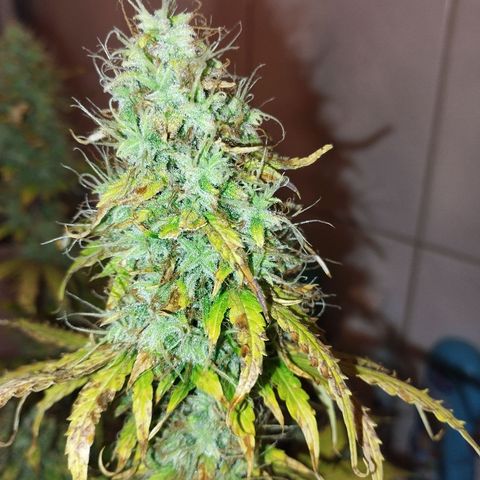 Rapunzel growlog photo: Ernte am 21. 