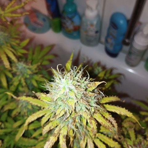 Rapunzel growlog photo: Ernte am 21. 