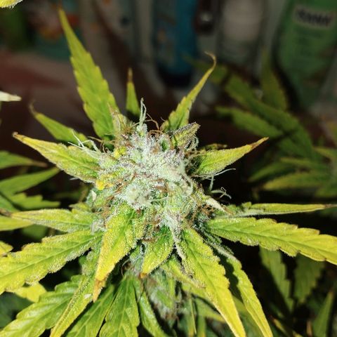 Rapunzel growlog photo: Ernte am 21. 
