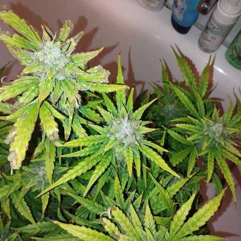Rapunzel growlog timeline photo