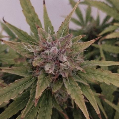 Rapunzel growlog timeline photo