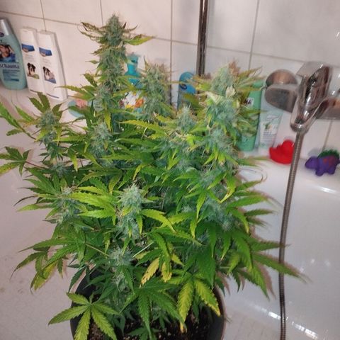 Rapunzel growlog timeline photo