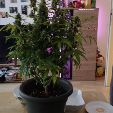 Apfelkuchen  growlog photo: Heute wurde sie geerntet. 198 Gramm sind es nass, also ca 50 wenn sie trocken ist. Ist in Ordnung. Knollis kommen jetzt paar Tage in den Karton und dann ab in ihre Gläser!