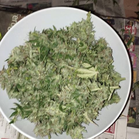 Apfelkuchen  growlog photo: Heute wurde sie geerntet. 198 Gramm sind es nass, also ca 50 wenn sie trocken ist. Ist in Ordnung. Knollis kommen jetzt paar Tage in den Karton und dann ab in ihre Gläser!