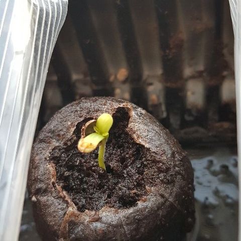 Daworka growlog timeline photo