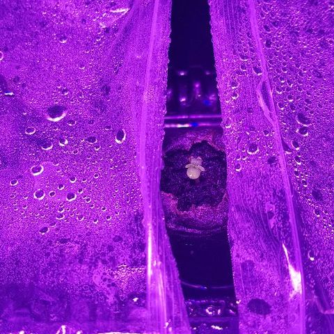 Daworka growlog timeline photo