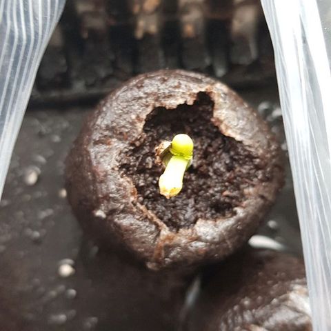 Daworka growlog timeline photo