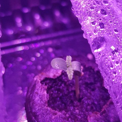 Daworka growlog photo: slatka,još ju ljuska zeza malo