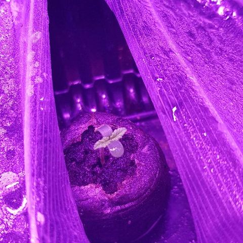 Daworka growlog photo: još ljuska visi, raste lagano
