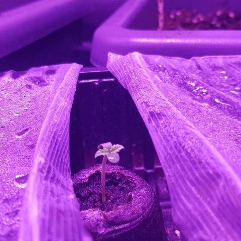 Daworka growlog timeline photo