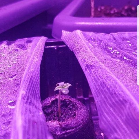 Daworka growlog timeline photo