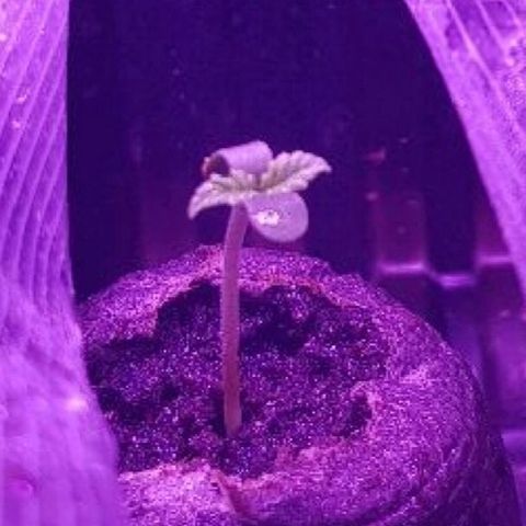 Daworka growlog timeline photo