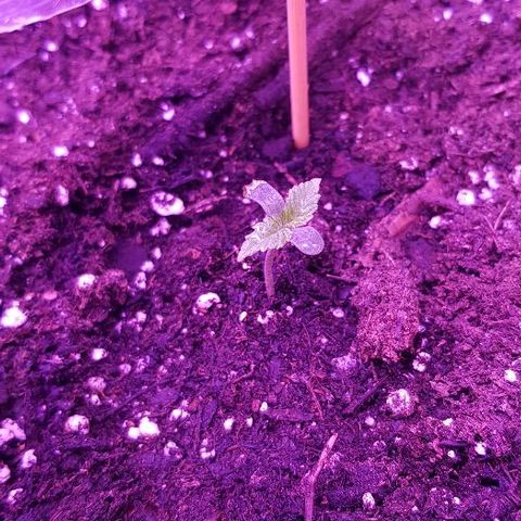 Daworka growlog timeline photo