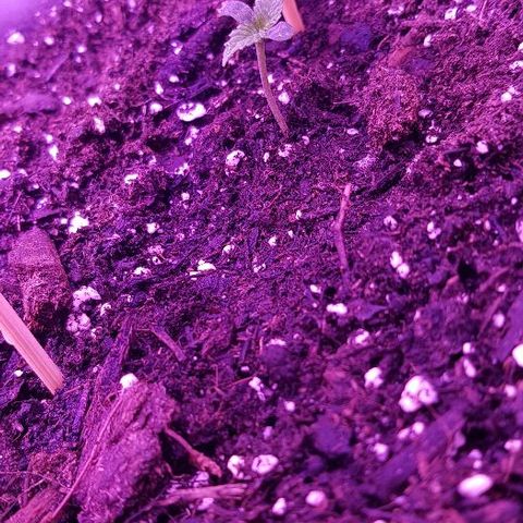 Daworka growlog photo: fino ide, rastu listovi, ide u zrak