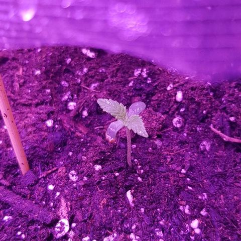 Daworka growlog timeline photo