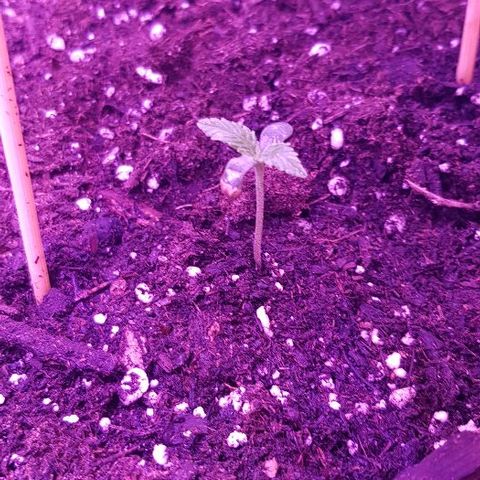 Daworka growlog timeline photo