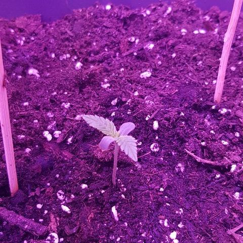 Daworka growlog photo: fino ide, malo u zrak, listovi dupli skoro