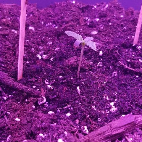 Daworka growlog photo: fino ide, malo u zrak, listovi dupli skoro