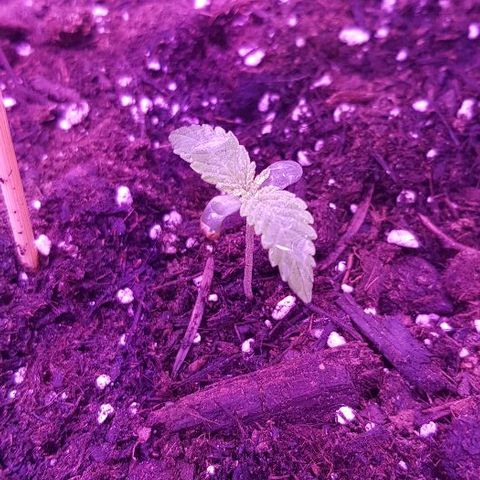Daworka growlog photo: rastu listovi i dalje, deblji su i duži