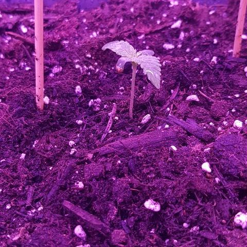 Daworka growlog photo: rastu listovi i dalje, deblji su i duži