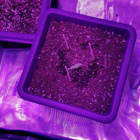 Daworka growlog timeline photo