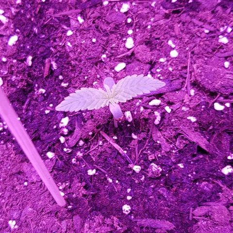 Daworka growlog timeline photo