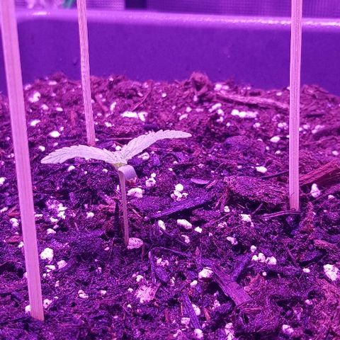 Daworka growlog timeline photo
