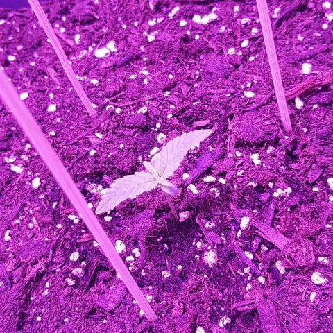 Daworka growlog timeline photo