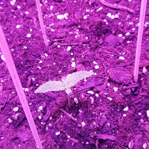 Daworka growlog timeline photo