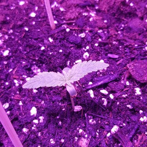 Daworka growlog timeline photo