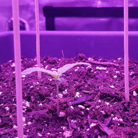 Daworka growlog timeline photo