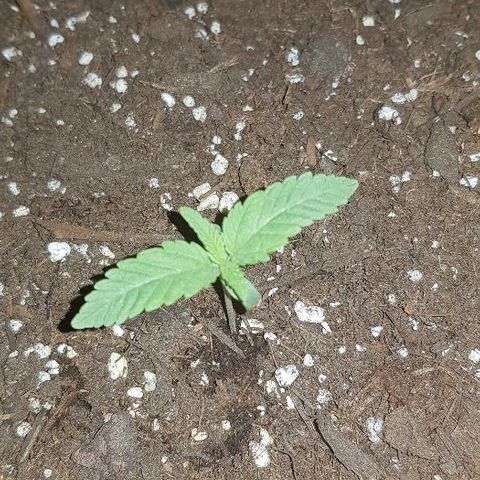 Daworka growlog timeline photo