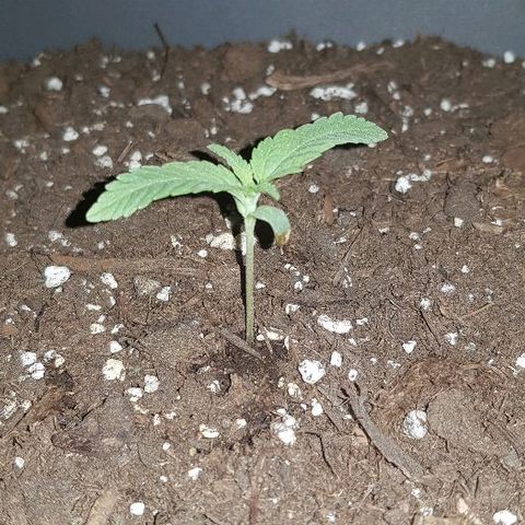 Daworka growlog timeline photo