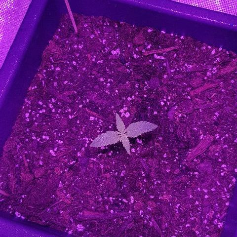 Daworka growlog timeline photo