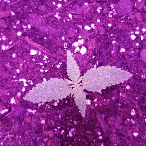Daworka growlog timeline photo