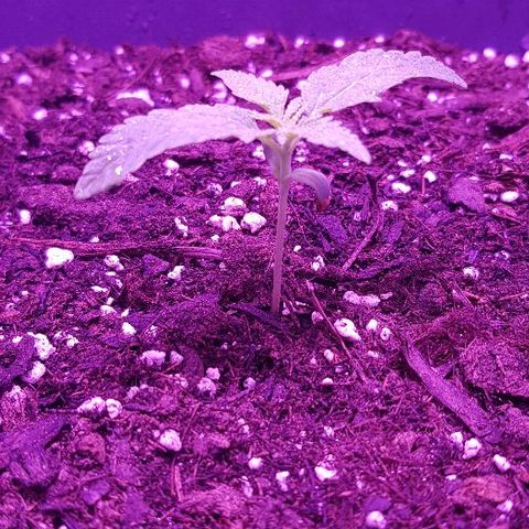 Daworka growlog timeline photo