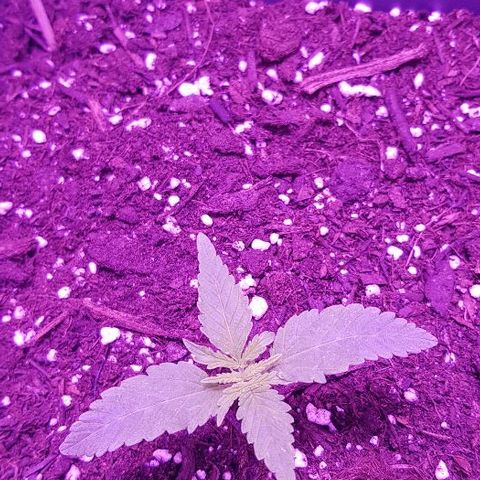 Daworka growlog timeline photo