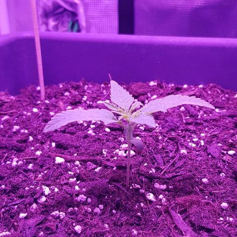 Daworka growlog timeline photo